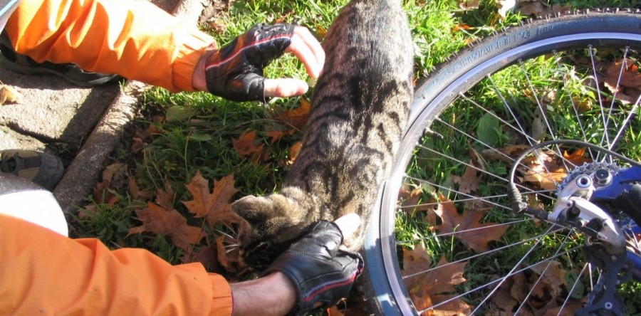 Dzikowiec i Szczawno Zdrój